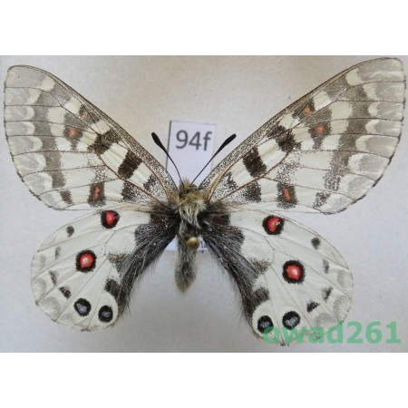 Parnassius orleans subsp. janseni Bang-Haas, 1938 China94f